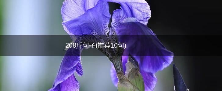 208斤句子(推荐10句),第1张