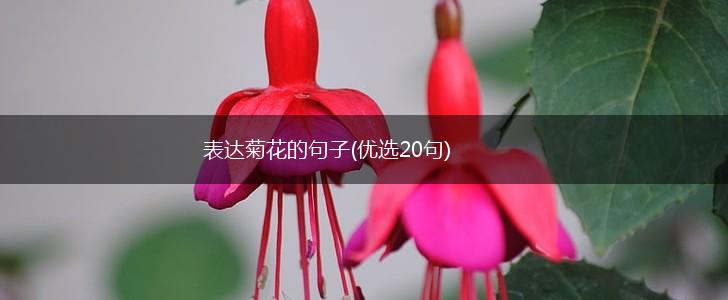 表达菊花的句子(优选20句),第1张