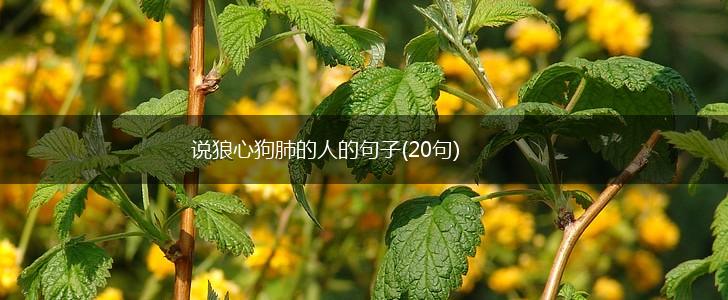 说狼心狗肺的人的句子(20句),第1张