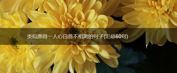 类似愿得一人心白首不相离的句子(汇总60句),第1张