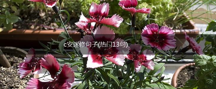 c安迷修句子(热门13句),第1张