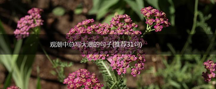 观潮中总写大潮的句子(推荐31句),第1张