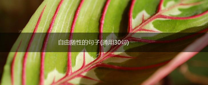 自由随性的句子(通用30句),第1张