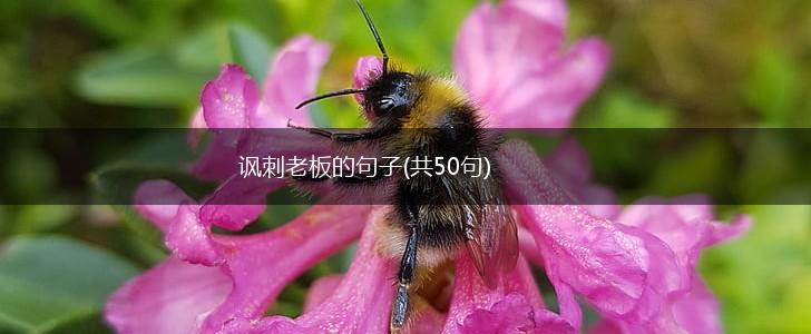 讽刺老板的句子(共50句),第1张