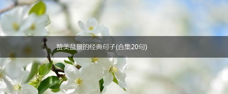 赞美盆景的经典句子(合集20句),第1张