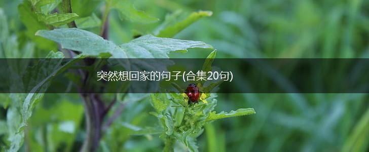 突然想回家的句子(合集20句),第1张