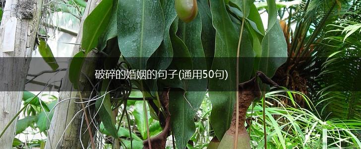 破碎的婚姻的句子(通用50句),第1张