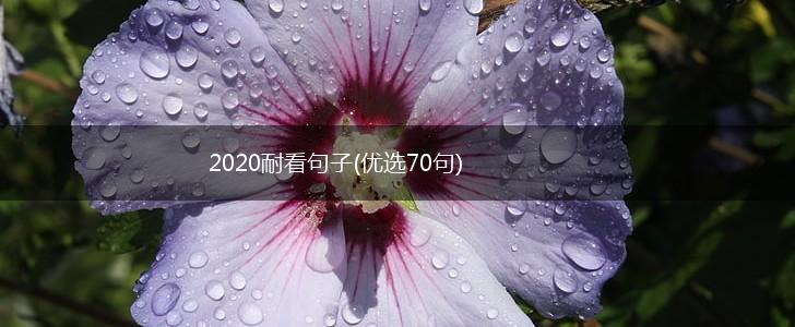 2020耐看句子(优选70句),第1张