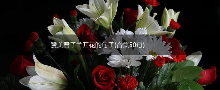 赞美君子兰开花的句子(合集50句),第1张