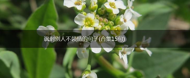 讽刺别人不领情的句子(合集15句),第1张
