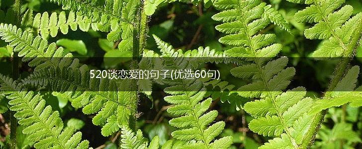 520谈恋爱的句子(优选60句),第1张