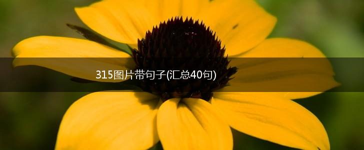 315图片带句子(汇总40句),第1张