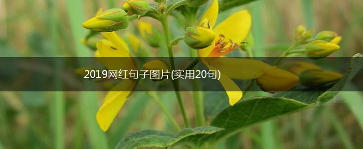 2019网红句子图片(实用20句),第1张