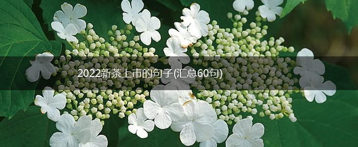 2022新茶上市的句子(汇总60句),第1张