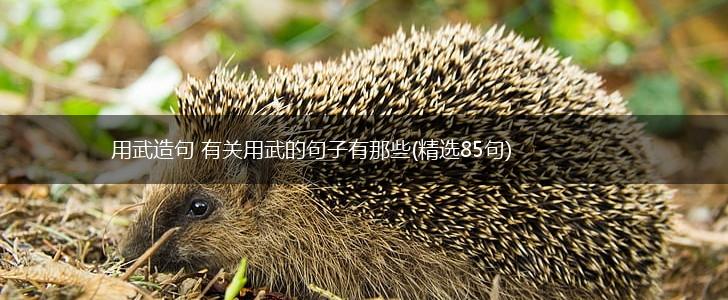 用武造句 有关用武的句子有那些(精选85句),第1张