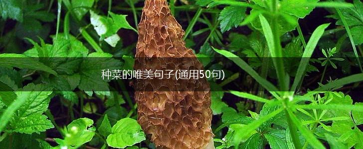 种菜的唯美句子(通用50句),第1张