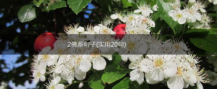 2佛系句子(实用20句),第1张