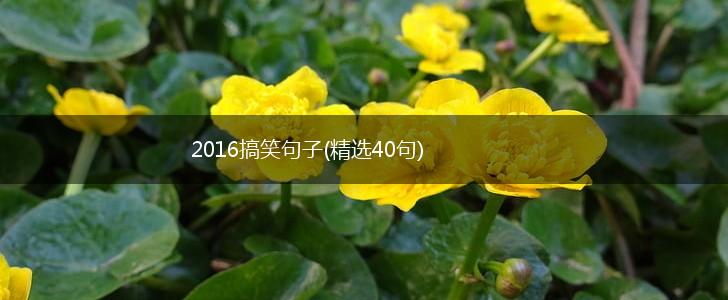 2016搞笑句子(精选40句),第1张