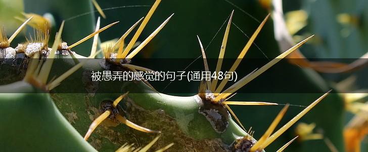 被愚弄的感觉的句子(通用48句),第1张