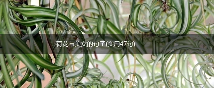 荷花与美女的句子(实用47句),第1张