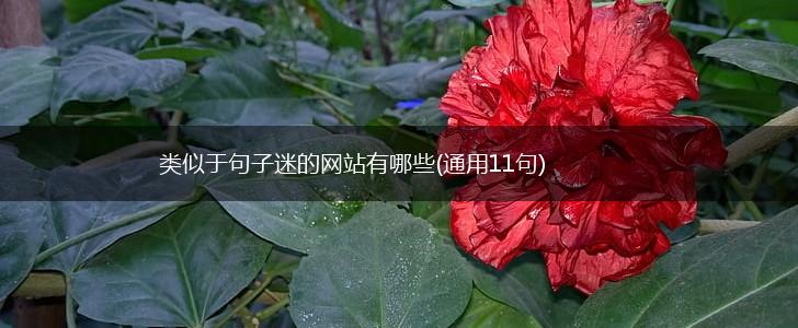 类似于句子迷的网站有哪些(通用11句),第1张
