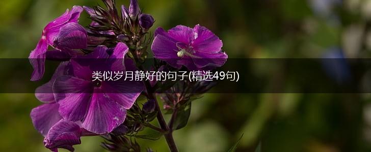 类似岁月静好的句子(精选49句),第1张