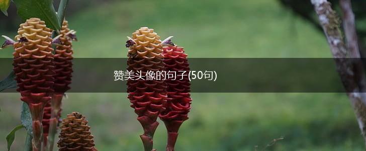 赞美头像的句子(50句),第1张