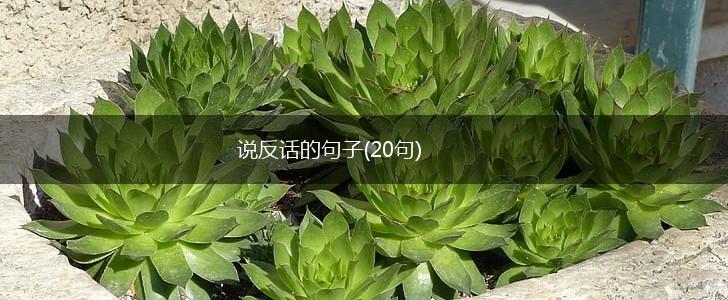 说反话的句子(20句),第1张