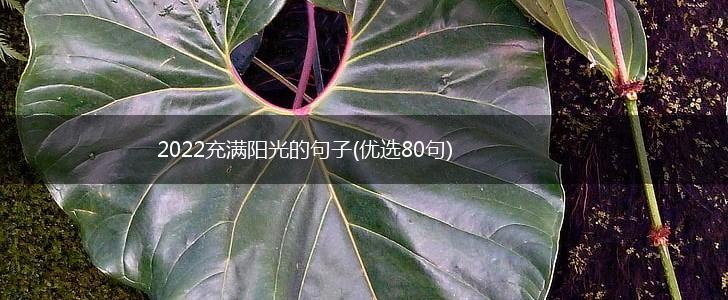 2022充满阳光的句子(优选80句),第1张