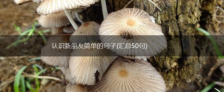 认识新朋友简单的句子(汇总50句),第1张