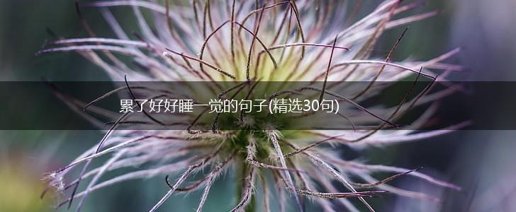 累了好好睡一觉的句子(精选30句),第1张