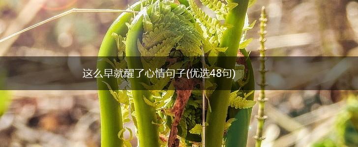 这么早就醒了心情句子(优选48句),第1张