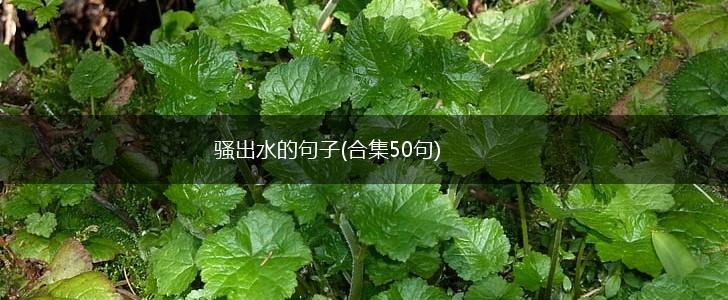 骚出水的句子(合集50句),第1张