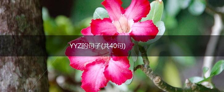 YYZ的句子(共40句),第1张