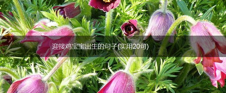 迎接鸡宝宝出生的句子(实用20句),第1张