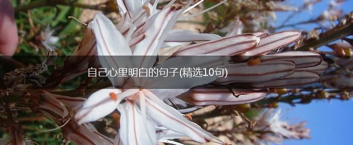 自己心里明白的句子(精选10句),第1张