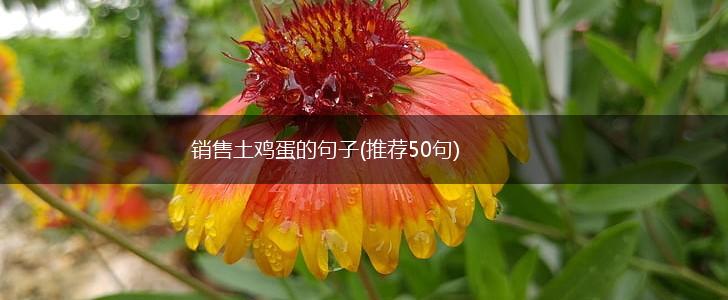 销售土鸡蛋的句子(推荐50句),第1张