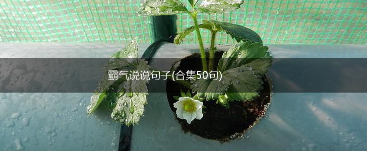 霸气说说句子(合集50句),第1张