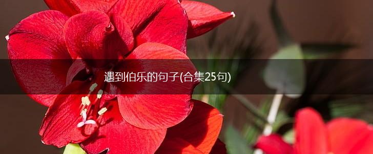 遇到伯乐的句子(合集25句),第1张