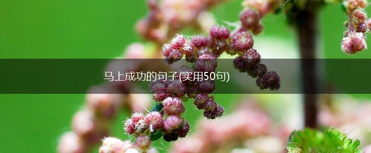 马上成功的句子(实用50句),第1张