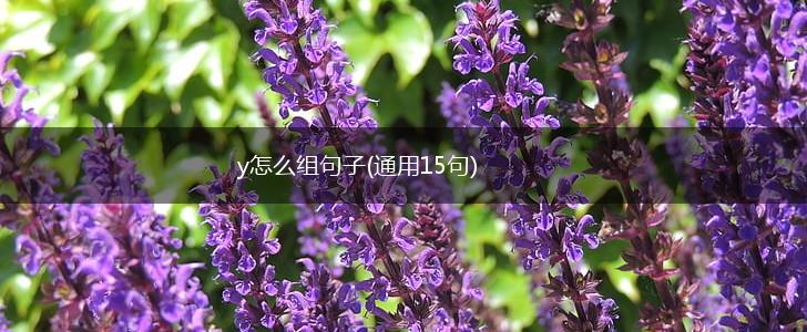 y怎么组句子(通用15句),第1张