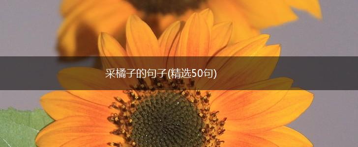 采橘子的句子(精选50句),第1张