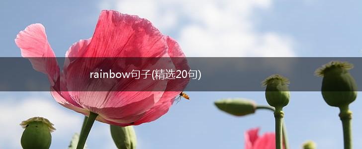 rainbow句子(精选20句),第1张
