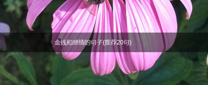 金钱和感情的句子(推荐20句),第1张