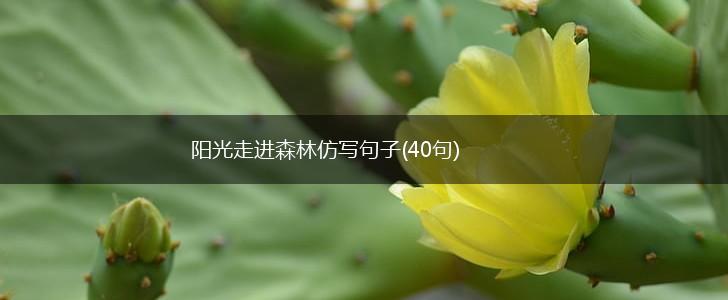 阳光走进森林仿写句子(40句),第1张