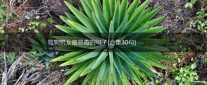 骂狗男女最恶毒的句子(合集30句),第1张
