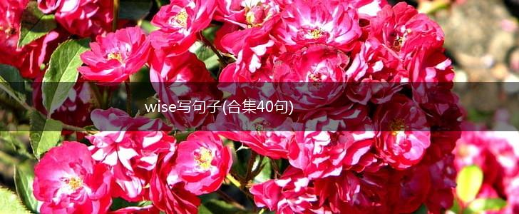 wise写句子(合集40句),第1张