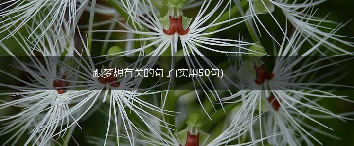 跟梦想有关的句子(实用50句),第1张