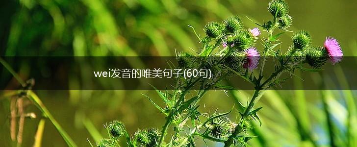 wei发音的唯美句子(60句),第1张