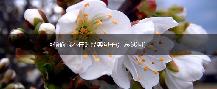 《偷偷藏不住》经典句子(汇总60句),第1张